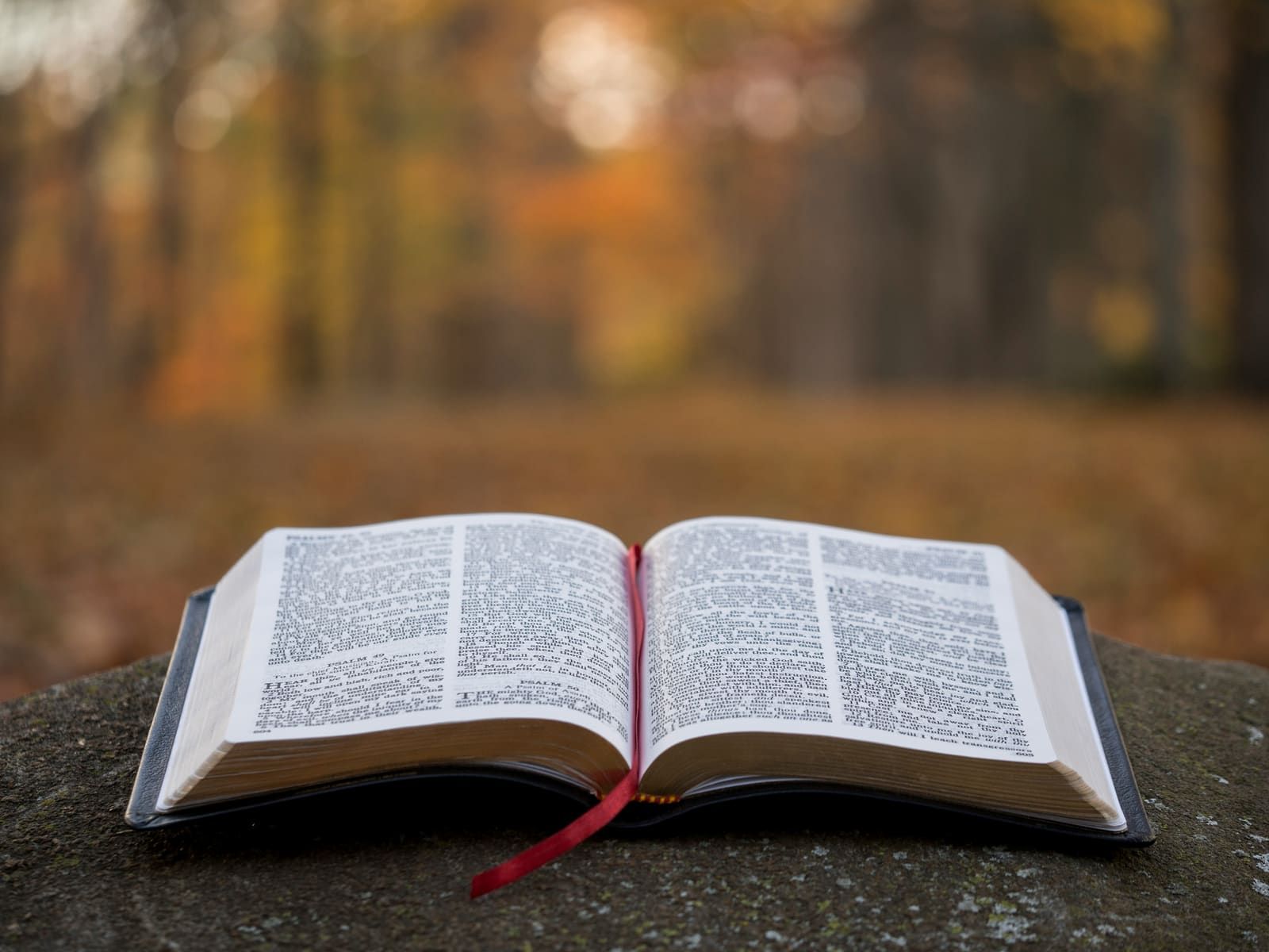 An open Bible outdoors in autumn light